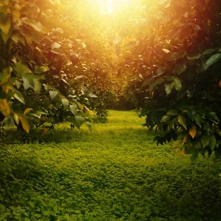 Secret Forest - Wellness Retreat & Healing (adults Only) 4*