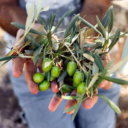 Hotel Secret Forest - Wellness Retreat & Healing (adults Only) 4*