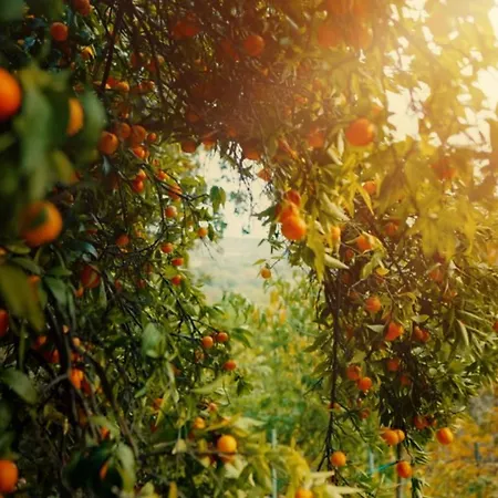 Secret Forest - Wellness Retreat & Healing (adults Only) מלון 4*