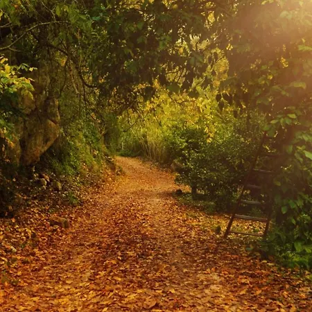 Secret Forest - Wellness Retreat & Healing (adults Only) Szálloda Paphos