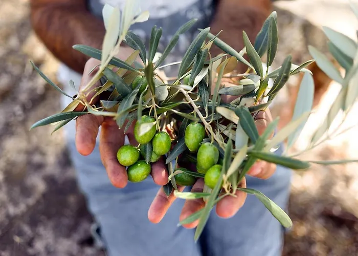 Szálloda Secret Forest - Wellness Retreat & Healing (adults Only) 4*