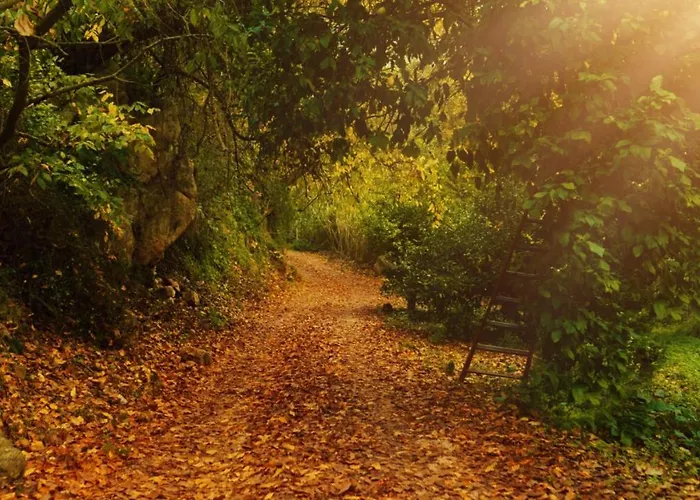 Secret Forest - Wellness Retreat & Healing (adults Only) Hotell Paphos